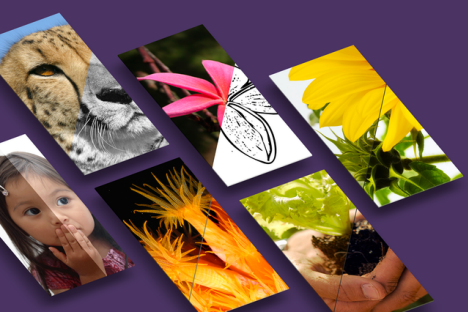 Adobe Photoshop Actions